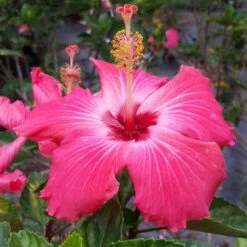 Pink Tropical Hibiscus Tree -Arbor Day Foundation Store Tropical Pink Hibiscus 3 FGT