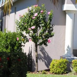 Pink Tropical Hibiscus Tree -Arbor Day Foundation Store Tropical Pink Hibiscus 6