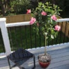 Pink Tropical Hibiscus Tree -Arbor Day Foundation Store Tropical Pink Hibiscus FGT 600x600 76e24614 96e4 45ab a5ab f99428ac2d89