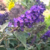 True Blue Butterfly Bush (Tree Form) -Arbor Day Foundation Store True Blue Butterfly FGT 600x600 c8fd70f2 c927 472f 8921 225e9450e39d