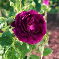 Twilight Rose Shrub -Arbor Day Foundation Store Twilight Rose Shrub 1