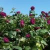 Twilight Rose Shrub -Arbor Day Foundation Store Twilight Rose Shrub BB 600x600 8f9fba2a 70a5 49c4 91fb c09a2eef2d74
