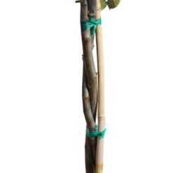Braeburn & Gala Twisted Apple Tree -Arbor Day Foundation Store Twisted Apple CU