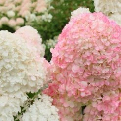 Vanilla Strawberry™ Hydrangea Shrub -Arbor Day Foundation Store Vanilla Strawberry Hydrangea 2 FGT