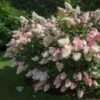 Vanilla Strawberry™ Hydrangea Shrub -Arbor Day Foundation Store Vanilla Strawberry Hydrangea FGT 600x600 4867194f d96b 47ef 8e0e 42a2f236ee41