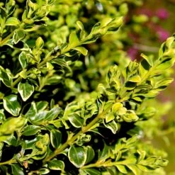 Variegated Boxwood Shrub 9 Variegated Boxwood Shrub -Arbor Day Foundation Store Variegated Boxwood 4 FGT