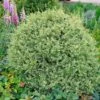 Variegated Boxwood Shrub -Arbor Day Foundation Store Variegated Boxwood FGT 600x600 15885245 1f25 4136 b802 41814201f8b5