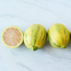 Pink Variegated Eureka Lemon Bush -Arbor Day Foundation Store Variegated Pink Eureka 2 BB