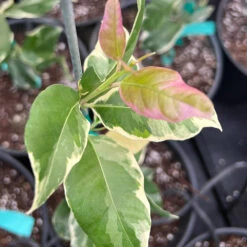 Pink Variegated Eureka Lemon Tree 13 Pink Variegated Eureka Lemon Tree -Arbor Day Foundation Store Variegated Pink Eureka 7 056a21e5 a8ca 49f0 ab7f 8c763a03bbd9