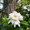 Gardenia 'Veitchii' Shrub 1 Gardenia 'Veitchii' Shrub -Arbor Day Foundation Store Veitchii Gardenia FGT 600x600 682342a2 f824 4657 b803 57a8bc017673