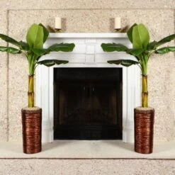 Veranda Banana Tree -Arbor Day Foundation Store Veranda Banana 1 BB