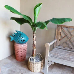 Veranda Banana Tree -Arbor Day Foundation Store Veranda Banana 3
