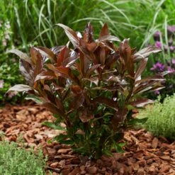 Coppertop® Sweet Viburnum Shrub -Arbor Day Foundation Store Viburnum Coppertop 2