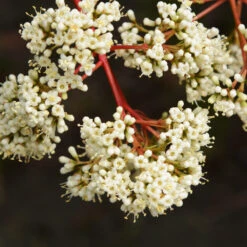 Coppertop® Sweet Viburnum Shrub -Arbor Day Foundation Store Viburnum Coppertop 3