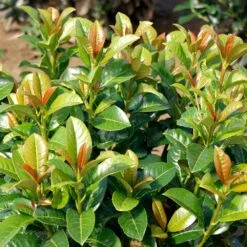 Volcano Cherry Laurel -Arbor Day Foundation Store Volcano Laurel 3 FGT