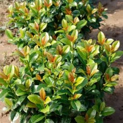 Volcano Cherry Laurel -Arbor Day Foundation Store Volcano Laurel 4
