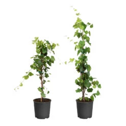 Arbor Day Foundation Store -Arbor Day Foundation Store WIne Lovers Kit 1