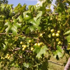 Wine Lover's Kit -Arbor Day Foundation Store WIne Lovers Kit 2