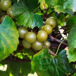 Wine Lover's Kit -Arbor Day Foundation Store WIne Lovers Kit 3