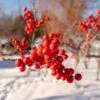 Winter Red Winterberry Holly Shrub -Arbor Day Foundation Store WInter Red winterberry FGT 600x600 001b38bb 63bf 457e 9a8b 139728ed43c5