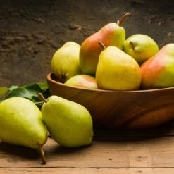 Warren Pear Tree 9 Warren Pear Tree -Arbor Day Foundation Store Warren Pear Tree 1