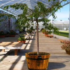 Weeping Extraordinaire™ Cherry Tree -Arbor Day Foundation Store Weeping Extraordinaire Cherry 1