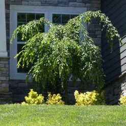 Weeping Extraordinaire™ Cherry Tree -Arbor Day Foundation Store Weeping Extraordinaire Cherry 4