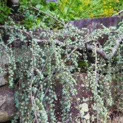 Weeping Blue Atlas Cedar Tree -Arbor Day Foundation Store Weeping Blue atlas Cedar 5 FGT