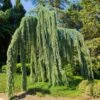 Weeping Blue Atlas Cedar Tree 1 Weeping Blue Atlas Cedar Tree -Arbor Day Foundation Store Weeping Blue atlas Cedar FGT 600x600 620d59be 203f 4004 b56d 59c520d54305
