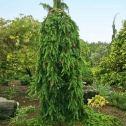 Arbor Day Foundation Store -Arbor Day Foundation Store Weeping Norway SPruce 1