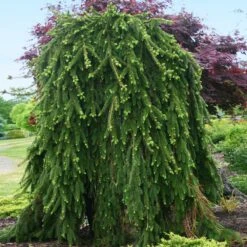 Weeping Norway Spruce Tree -Arbor Day Foundation Store Weeping Norway SPruce 2