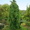 Weeping Norway Spruce Tree -Arbor Day Foundation Store Weeping Norway SPruce FGT 600x600 d111cbd0 5666 4827 8dfd af7284e7506e