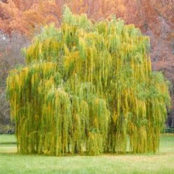 Weeping Willow -Arbor Day Foundation Store Weeping Willow 11 FGT