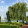 Weeping Willow 2 Weeping Willow -Arbor Day Foundation Store Weeping Willow FGT 600x600 b02e8bcf 24b9 48b6 9038 817ddd25cb18