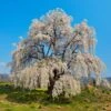 Weeping Yoshino Cherry Tree -Arbor Day Foundation Store Weeping Yoshino Cherry 600x600 a651f7d0 537b 4dfb 8619 ebabb2d54c44