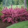 Sonic Bloom® Weigela Shrub -Arbor Day Foundation Store Weigela Sonic Bloom Pink FGT 600x600 b76c560e 7c40 440b 8368 37b9949f794e