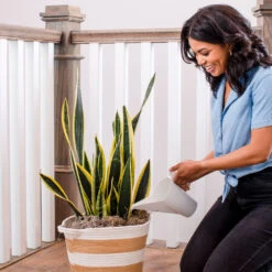 Air-Purifying House Plant Kit -Arbor Day Foundation Store Whie Watering Can 2 af5196b4 a77c 4b15 b895 8aae9ad1b861