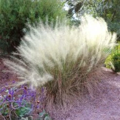 Arbor Day Foundation Store -Arbor Day Foundation Store White Cloud Muhly Grass 5 FGT