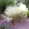 White Cloud Muhly Grass -Arbor Day Foundation Store White Cloud Muhly Grass FGT 600x600 d8a1f48b 237f 4352 8030 fb79a8192b80