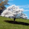 White Dogwood -Arbor Day Foundation Store White Dogwood FGT 600x600 323552d5 f754 4865 b5dc 608de3e4f1aa
