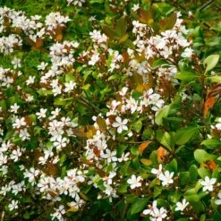 Snow White Indian Hawthorn Shrub 7 Snow White Indian Hawthorn Shrub -Arbor Day Foundation Store White Indian Hawthorn 1