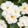 White Knock Out® Rose -Arbor Day Foundation Store White Knockout Rose FGT 600x600 fc28c2f4 7035 4827 9469 63a39fd1b55c