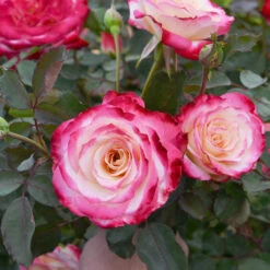 White Lies™ Rose Shrub 9 White Lies™ Rose Shrub -Arbor Day Foundation Store White Lies Rose 2