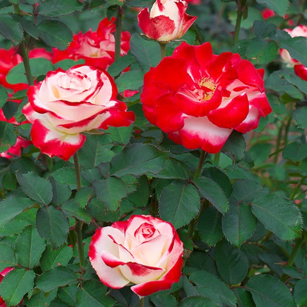 White Lies™ Rose Shrub 3 White Lies™ Rose Shrub