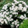 White Rhododendron 2 White Rhododendron -Arbor Day Foundation Store White Rhododendron FGT 600x600 2e6f5762 d561 4abf be22 376d963cbe0f