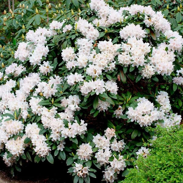 White Rhododendron 3 White Rhododendron