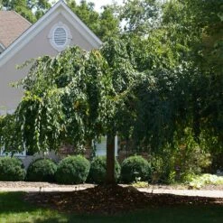 White Weeping Cherry Tree -Arbor Day Foundation Store White Weeping Cherry 1