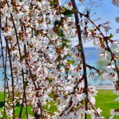 White Weeping Cherry Tree -Arbor Day Foundation Store White Weeping Cherry 3 FGT