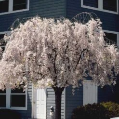 White Weeping Cherry Tree -Arbor Day Foundation Store White Weeping Cherry 6