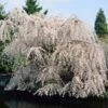 White Weeping Cherry Tree -Arbor Day Foundation Store White Weeping Cherry FGT 600x600 2772d3e2 e793 4828 9adb a164daf8ea05